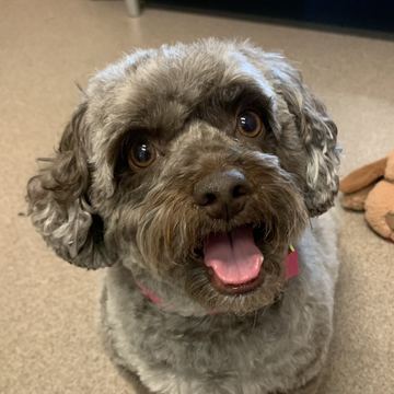 A photo of the real Kayleigh, a gray and brown curly cavoodle, smiling at the camera